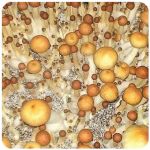 Псилоцибиновые (галлюциногенные)  грибы Psilocybin "Golden Teacher" в Рассказово