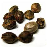 Семена марихуаны АК-47  (Seeds AK-47) в Рассказово